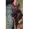 Maine K-9 Services Working Dog Handler Course - Basic